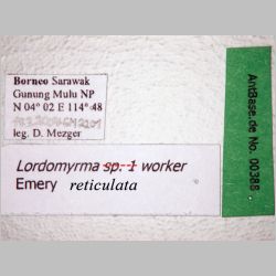 Lordomyrma reticulata worker Emery, 1897 label