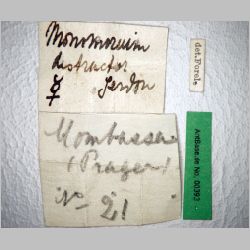 Monomorium destructor Jerdon, 1851 label