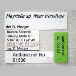 Mayriella sp. near transfuga Forel, 1902 label
