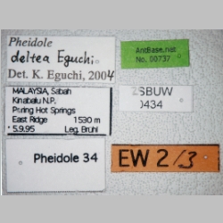 Pheidole deltea Eguchi, 2001 label