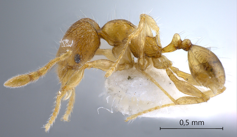 Pheidole gombakensis lateral