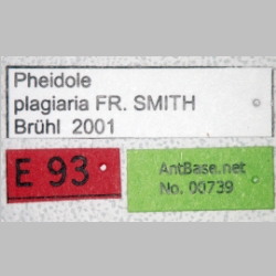 Pheidole plagiaria Smith, 1860 label