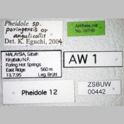 Pheidole poringensis Eguchi, 2001 label