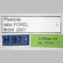 Pheidole rabo Forel, 1913 label