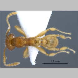 Pheidole retivertex Eguchi, 2001 dorsal