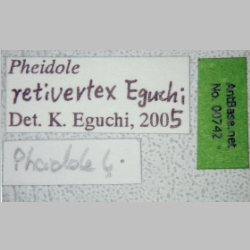Pheidole retivertex Eguchi, 2001 label