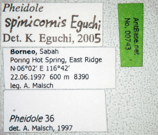 Pheidole spinicornis major label