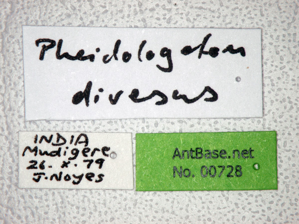 Pheidologeton diversus major label