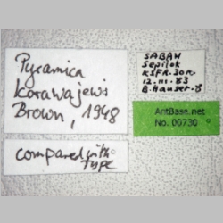 Pyramica karawajewi Brown, 1848 label