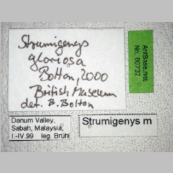 Strumigenys gloriosa Bolton, 2000 label