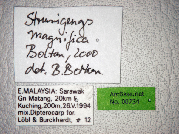 Strumigenys magnifica label