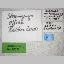 Strumigenys offina Bolton, 2000 label