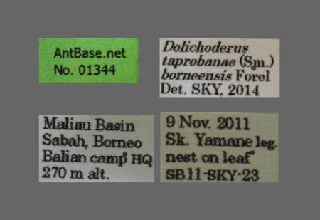 Dolichoderus taprobanae label