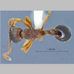 Myrmica ademonia Bolton, 1995 dorsal