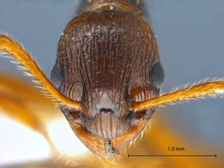 Myrmica arisana frontal