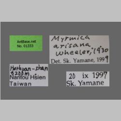 Myrmica arisana Wheeler, 1930 label