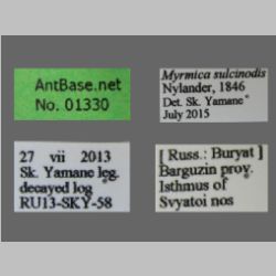 Myrmica sulcinodis Nylander, 1846 label