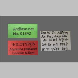 Myrmica yamanei Radchenko & Elmes label