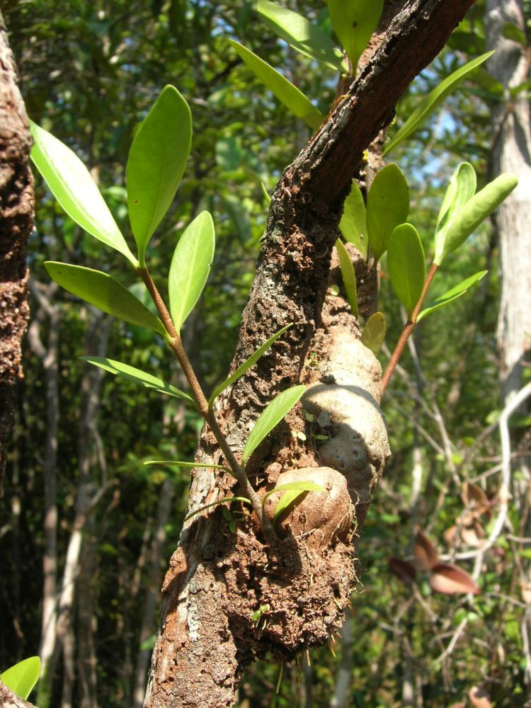 ant plant from Borneo