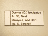 Dorylus laevigatus Smith,1878 Label