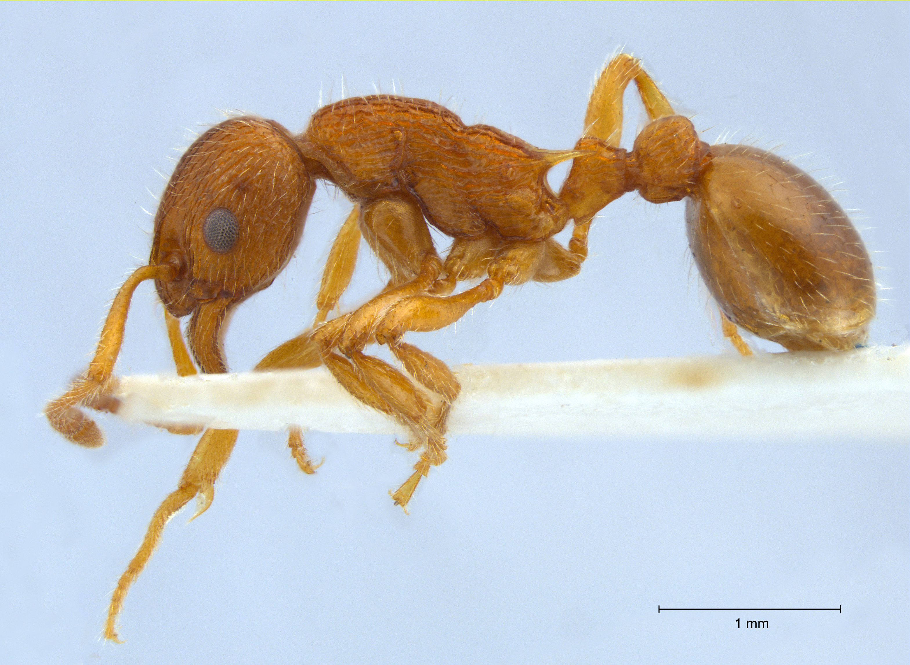 Myrmica gallienii lateral