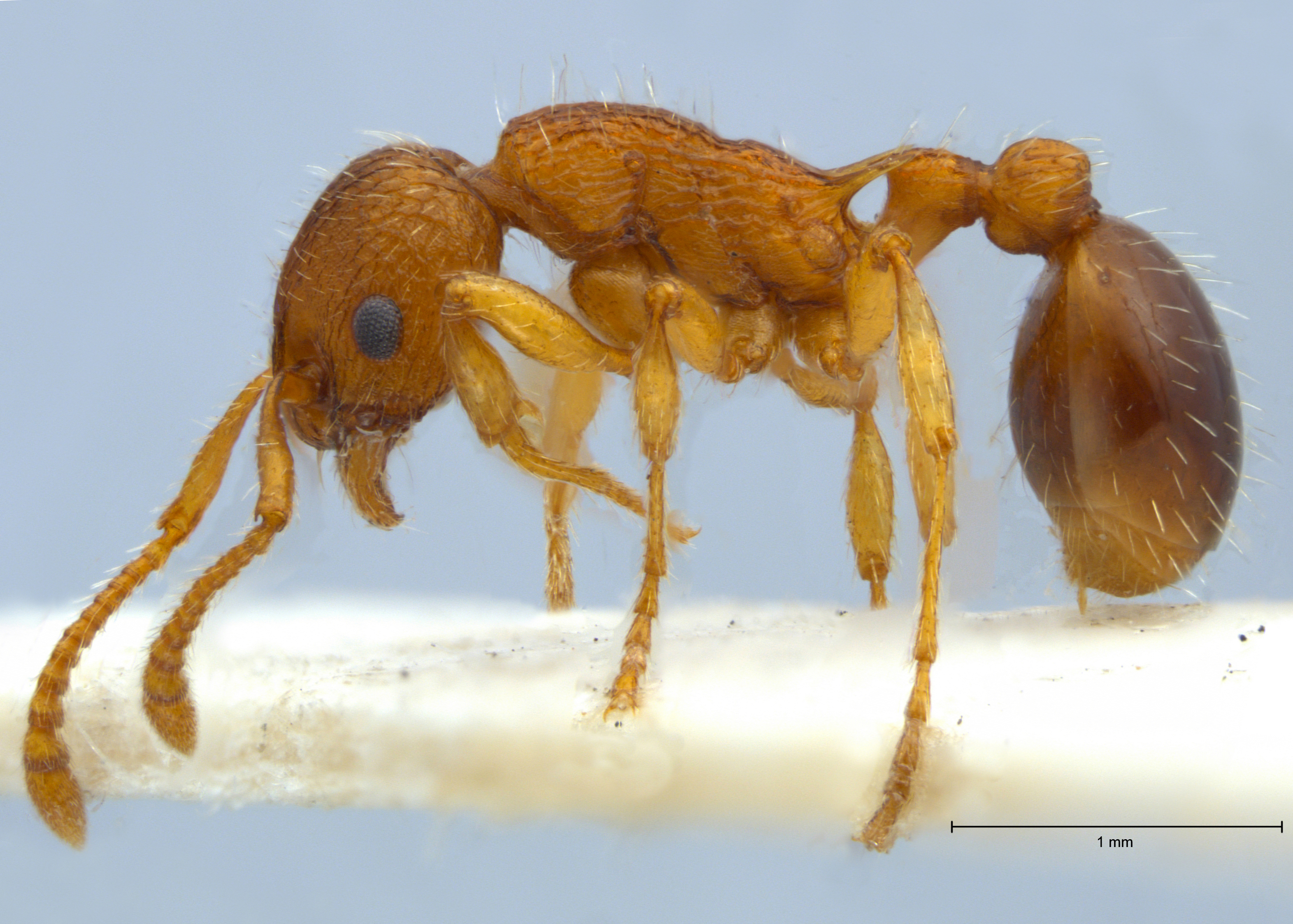 Myrmica specioides lateral