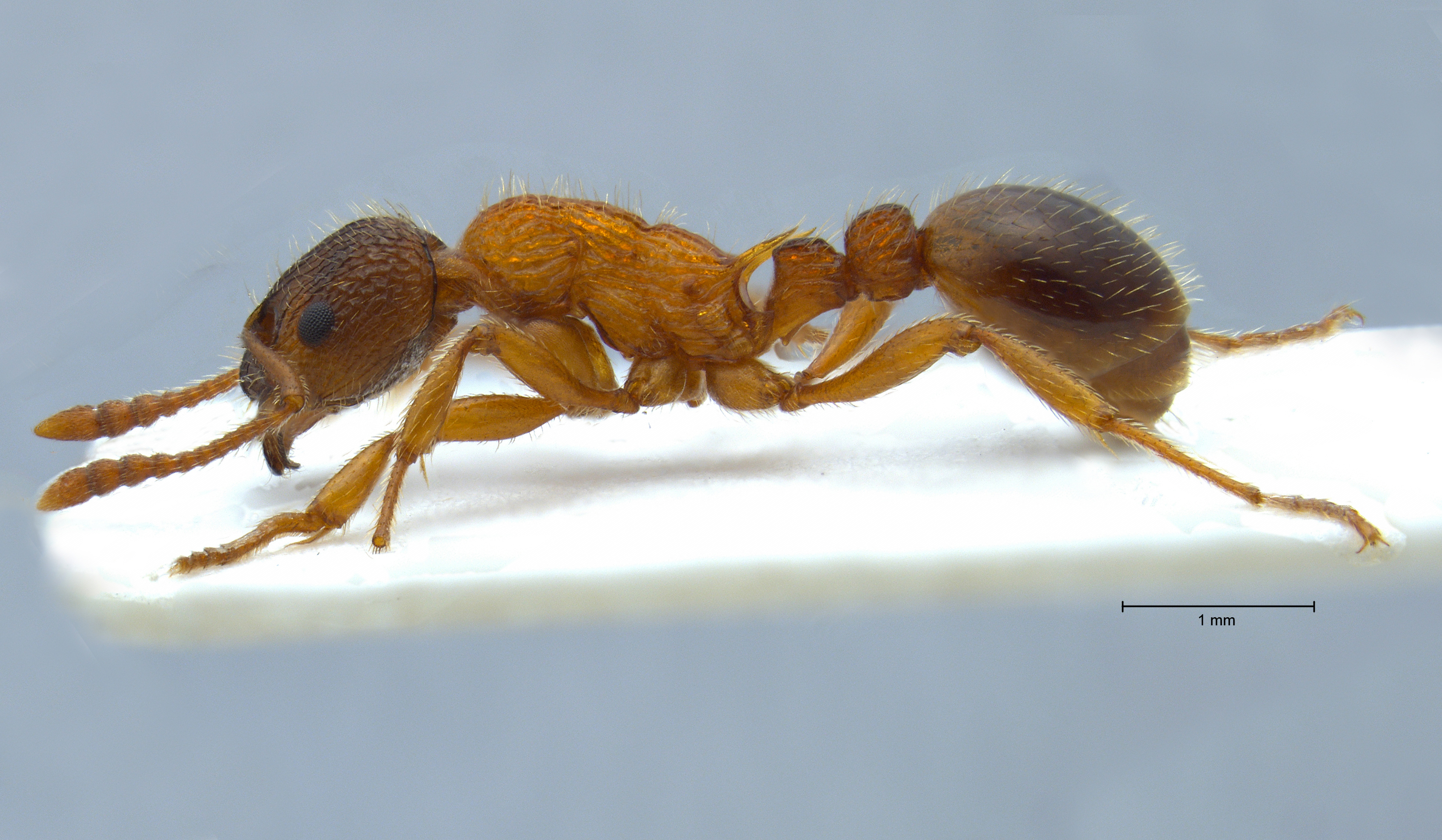 Myrmica sulcinodis lateral