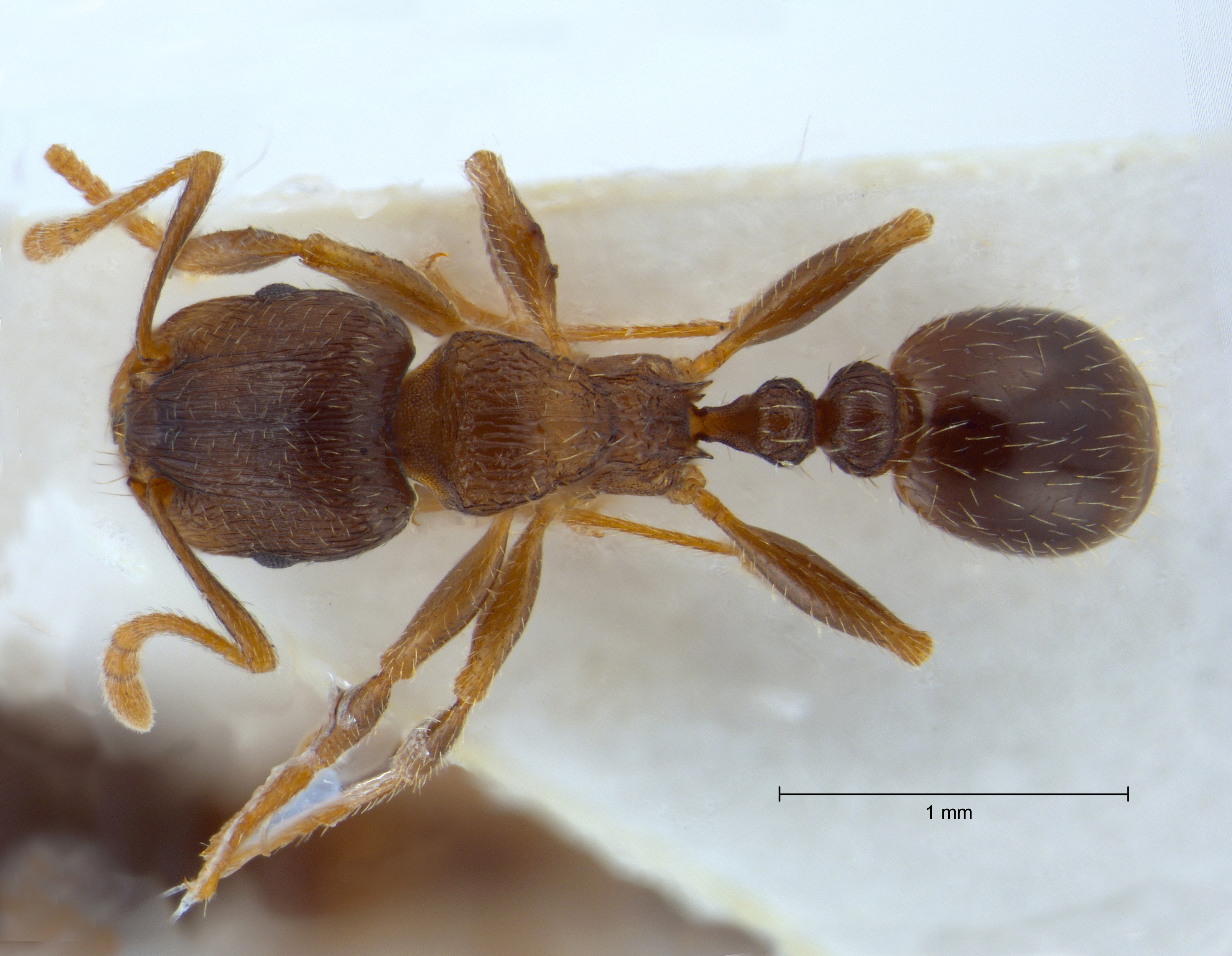 Tetramorium caespitum dorsal