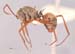 polyrhachis-bicolor-lateral-am-lg