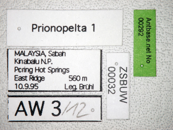 Foto Prionopelta 1 Label