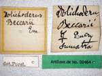 Dolichoderus beccarii Emery, 1887 Label