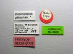 Dolichoderus pilinomas Dill, 2002 Label
