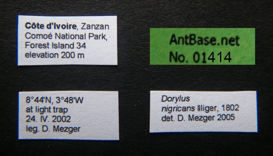 Dorylus nigricans Illiger, 1802 Label
