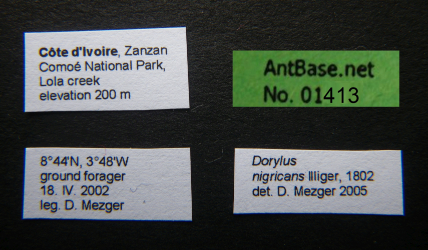 Foto Dorylus nigricans Illiger, 1802 Label