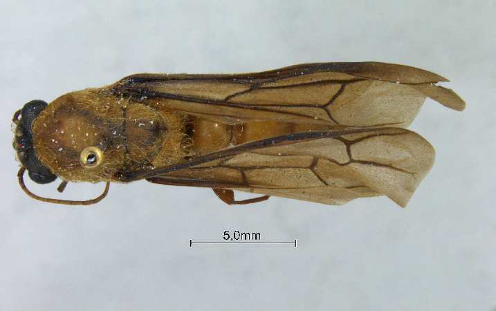 Dorylus orientalis Westwood, 1835 dorsal