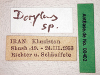 Dorylus sp. 1 Label