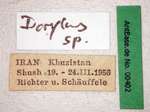 Dorylus sp. 1 Label