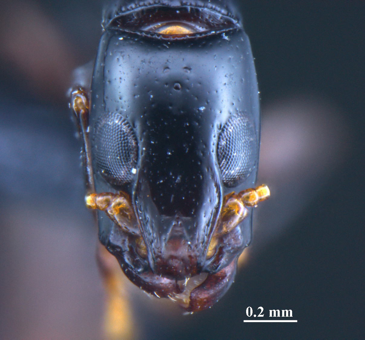 Foto Simopone yunnanensis Zhilin Chen et al., 2015 frontal