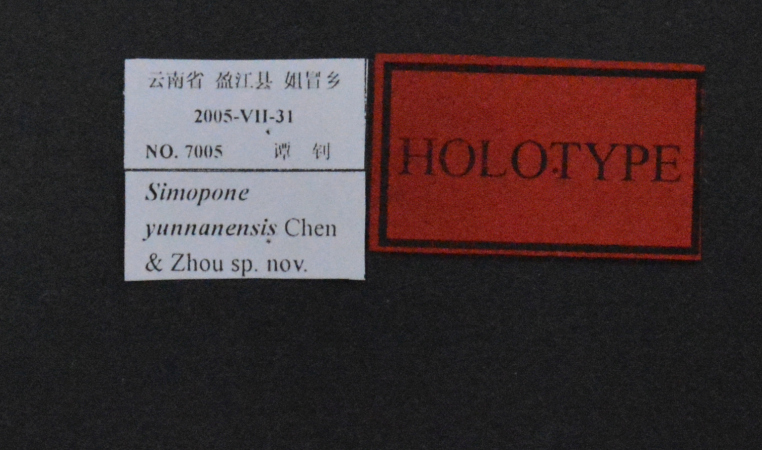Simopone yunnanensis Zhilin Chen et al., 2015 Label