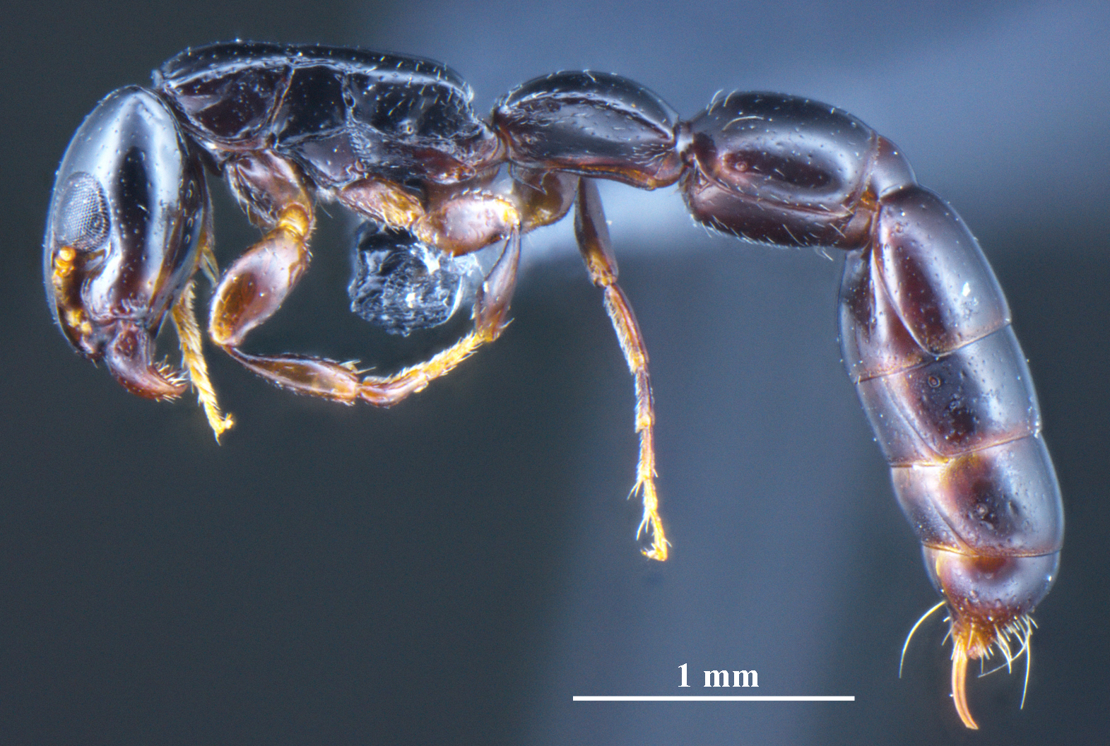 Foto Simopone yunnanensis Zhilin Chen et al., 2015 lateral