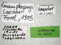 Gnamptogenys laevior Forel, 1905 Label