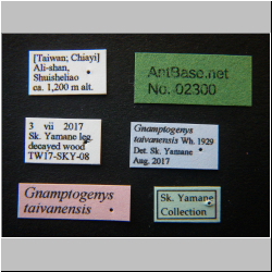 Gnamptogenys taivanensis Wheeler, 1929 Label