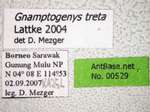 Gnamptogenys treta Lattke, 2004 Label