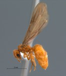 Acropyga acutiventris Roger, 1862 lateral