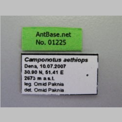 Camponotus aethiops (Latreille, 1798) Label