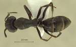 Camponotus armeniacus Arnol'di, 1967 dorsal