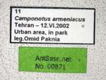 Camponotus armeniacus Arnol'di, 1967 Label