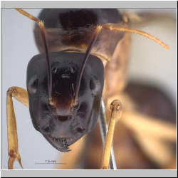 Camponotus arrogans Smith, 1858 frontal