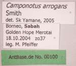Camponotus arrogans Smith, 1858 Label