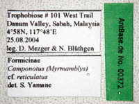 Camponotus reticulatus Roger, 1863 Label